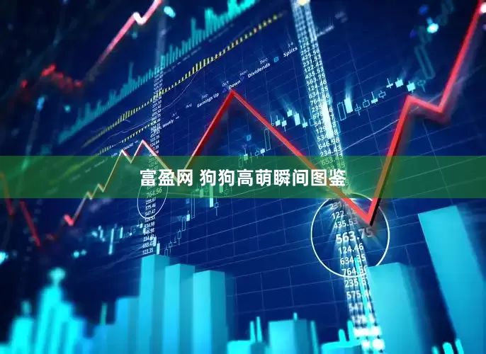 富盈网 狗狗高萌瞬间图鉴